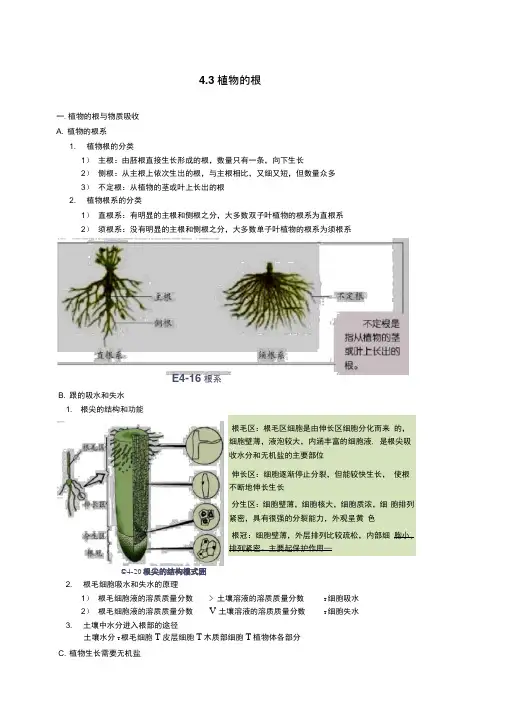 4.3植物的根及物质吸收考点精讲