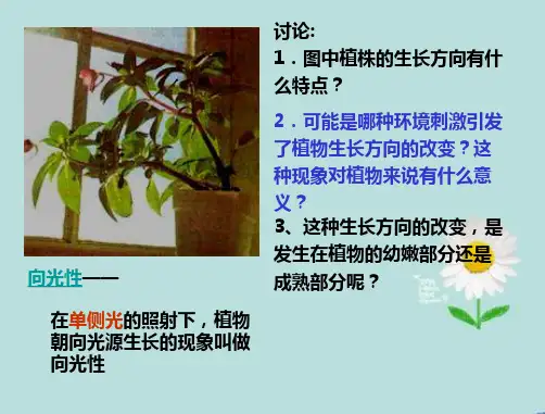 植物的激素调节课件PPT