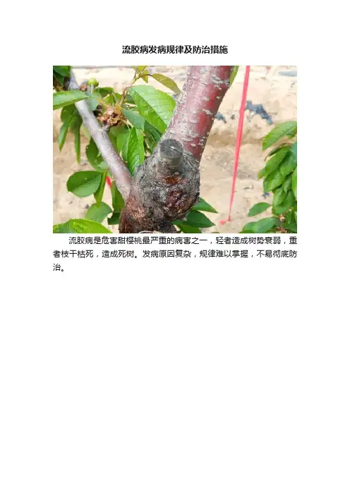 流胶病发病规律及防治措施