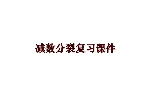 减数分裂复习课件