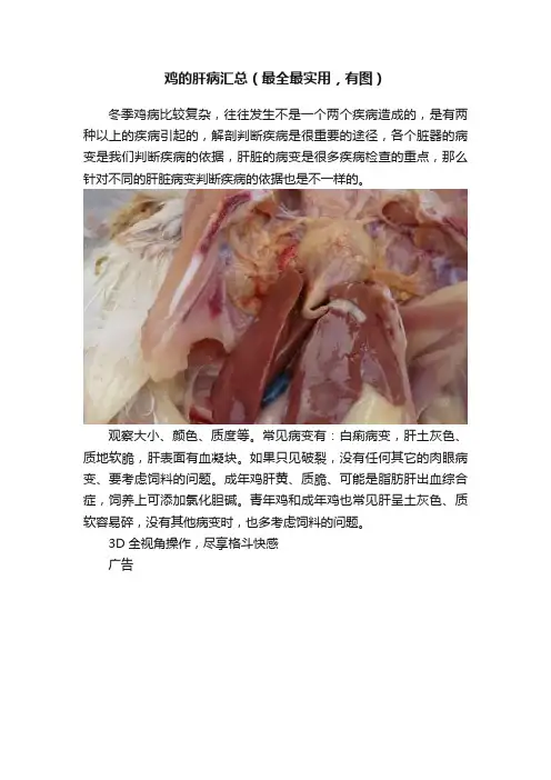 鸡的肝病汇总（最全最实用，有图）