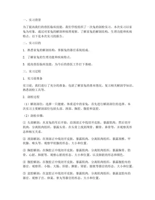 兔的剖检实习报告