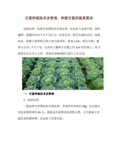 甘蓝种植技术及管理,种植甘蓝的温度要求