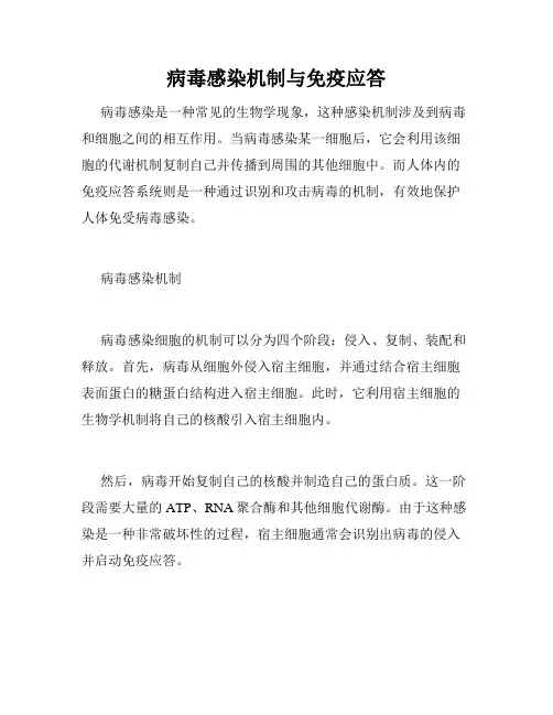 病毒感染机制与免疫应答