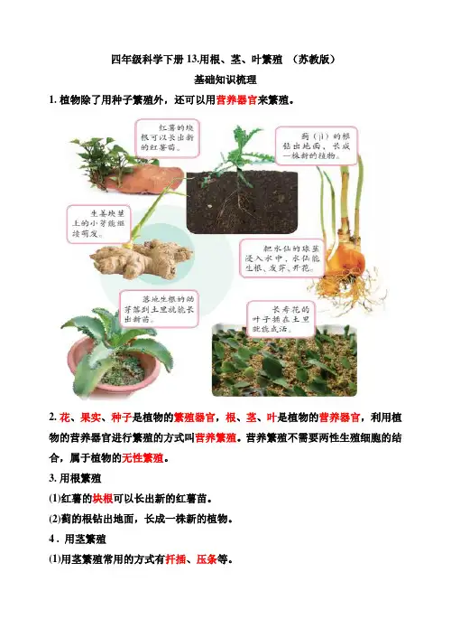 四年级科学下册13--用根、茎、叶繁殖(苏教版)基础知识梳理