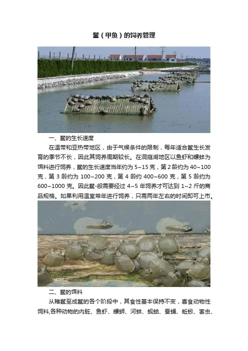鳖（甲鱼）的饲养管理