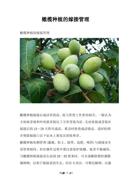 橄榄种植的嫁接管理