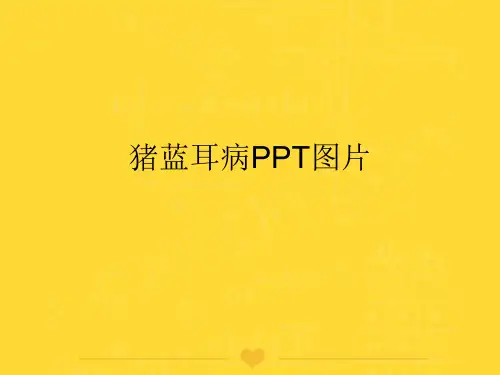 【推选】猪蓝耳病PPT图片PPT实用