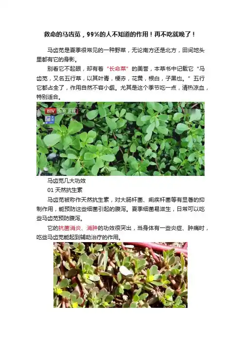 救命的马齿苋，99%的人不知道的作用！再不吃就晚了！