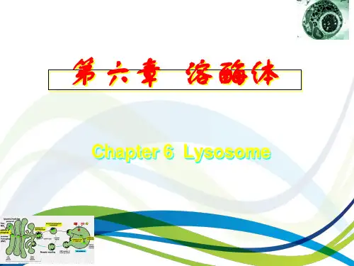 溶酶体介绍专题教育课件