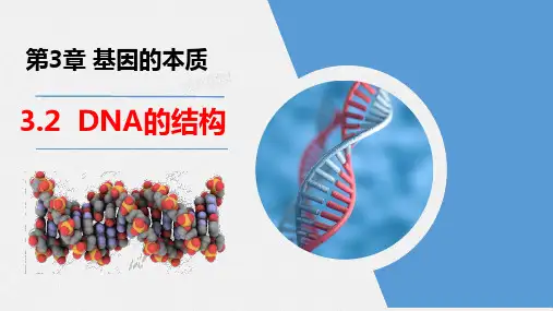 【高中生物】DNA的结构课件 高一下学期生物人教版(2019)必修2