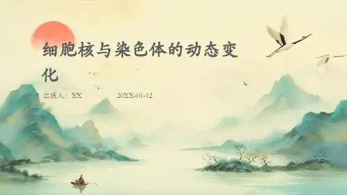 细胞核与染色体的动态变化