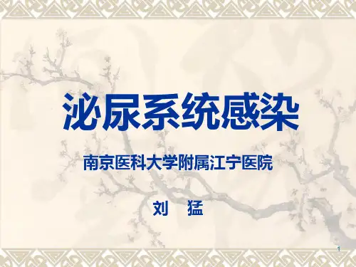 泌尿系统感染PPT课件