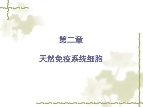天然免疫系统细胞