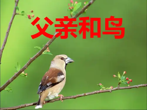 人教版小学二年级上册语文ppt课件：父亲和鸟