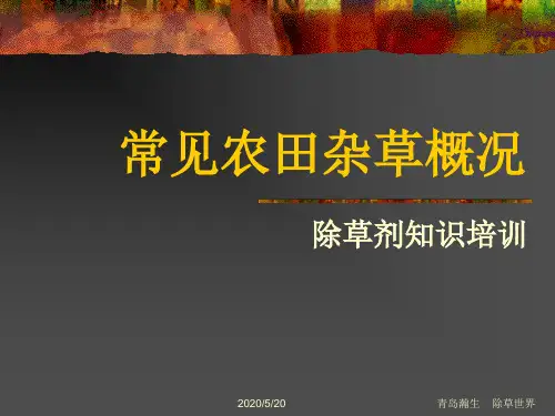 常见农田杂草概况完整