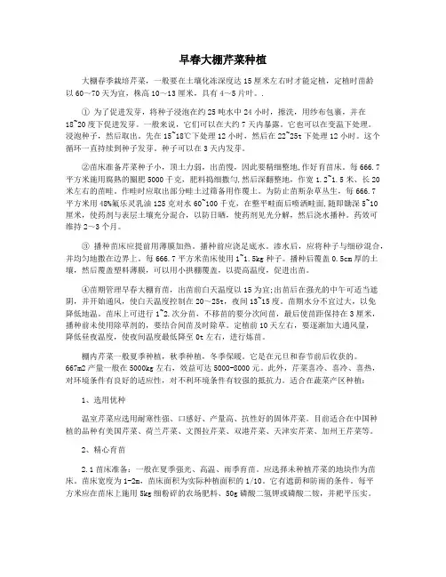 早春大棚芹菜种植