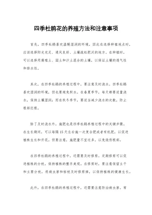 四季杜鹃花的养殖方法和注意事项