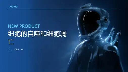 细胞的自噬和细胞凋亡