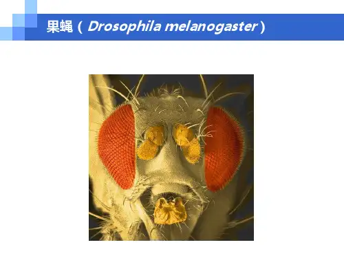 模式生物-果蝇分析