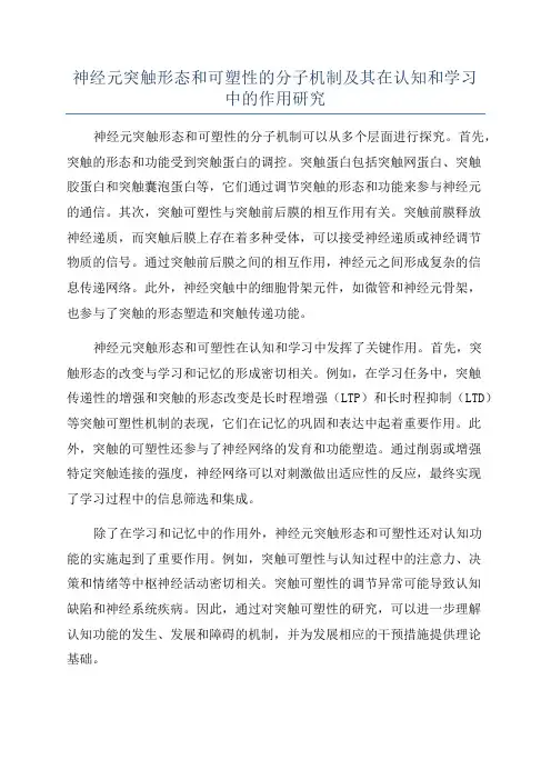 神经元突触形态和可塑性的分子机制及其在认知和学习中的作用研究