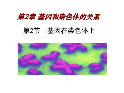 基因在染色体上 高中生物必修二教学课件PPT 人教版