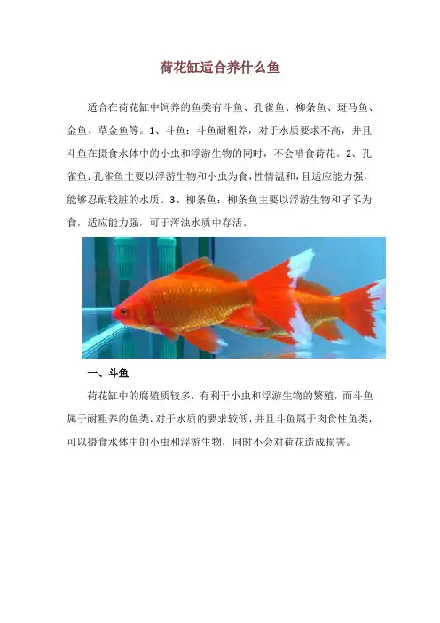 荷花缸适合养什么鱼