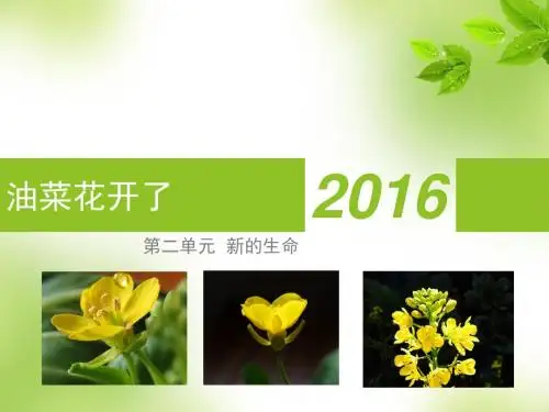 四年级下科学油菜花开了