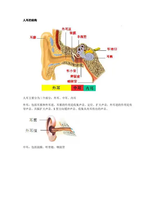人耳的结构