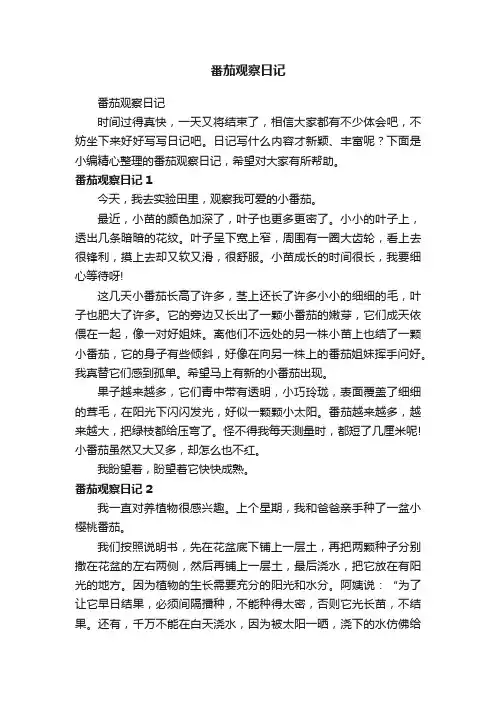 番茄观察日记