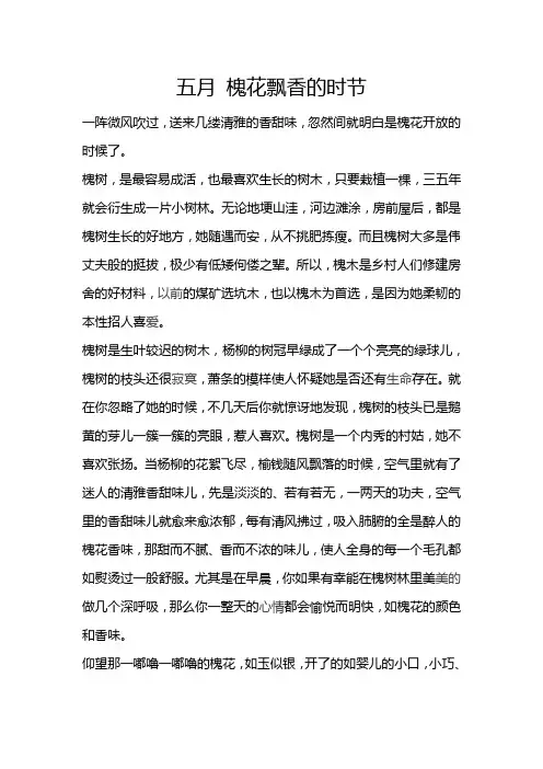 五月,槐花飘香