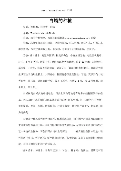 白蜡的种植