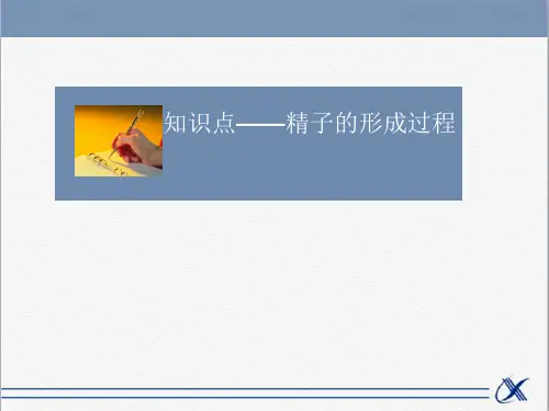 人教版高中生物必修2遗传与进化课件知识点-精子的形成过程