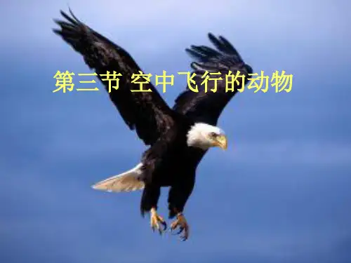 空中飞行的 课件