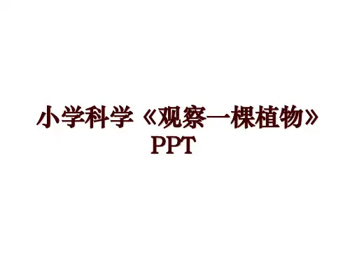 小学科学《观察一棵植物》PPT