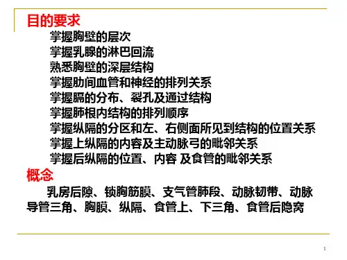 局部解剖学胸部