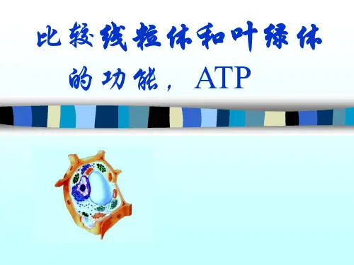 --比较线粒体与叶绿体的功能,ATP