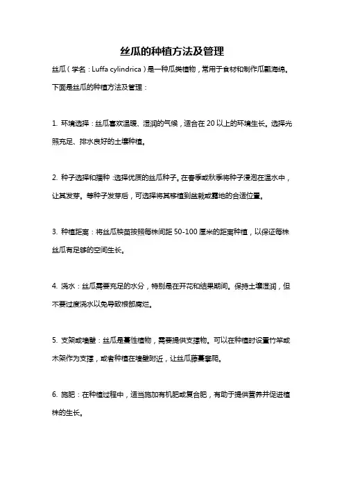 丝瓜的种植方法及管理