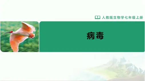 七年级-人教版(2024新版)-生物-上册-[课件]初中生物学-七年级上册-第三章第四节-病毒