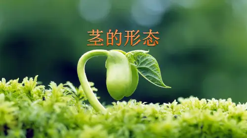 药用植物学基础知识—植物的器官—茎(天然药物学课件)