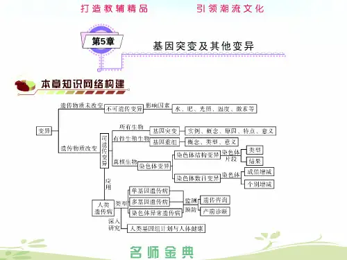 基因突变和基因重组课件(PPT 98页)