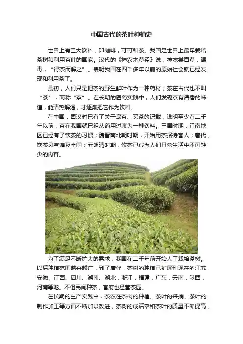 中国古代的茶叶种植史