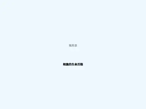 一轮复习有丝分裂经典