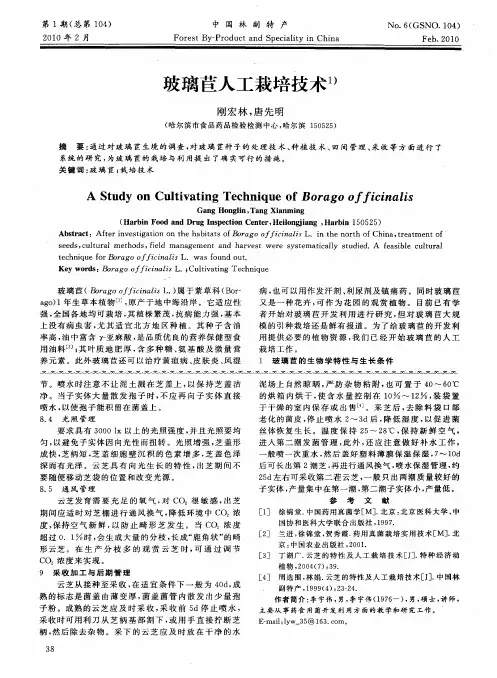 玻璃苣人工栽培技术