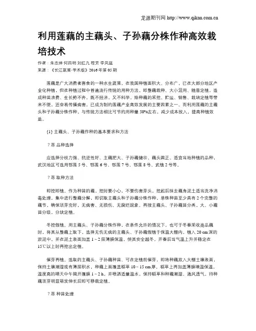 利用莲藕的主藕头、子孙藕分株作种高效栽培技术