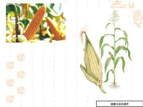 (鲁科版)生物六年级下册：3.1.3《种子植物》ppt课件(4)