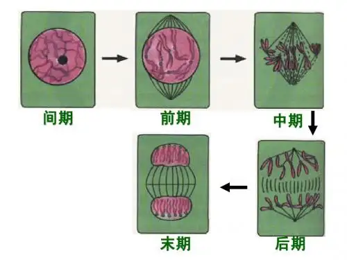 高中生物减数分裂和有丝分裂比较(ppt)