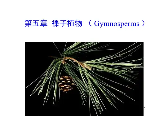 植物分类学—裸子植物(上课版)