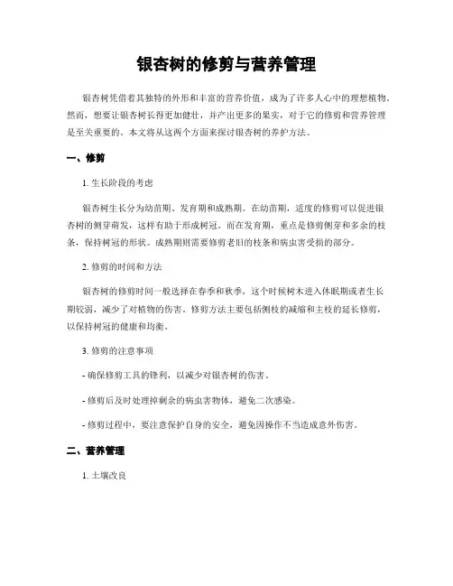 银杏树的修剪与营养管理