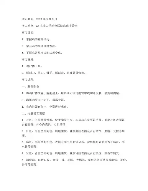 鸡的病理剖检实习报告